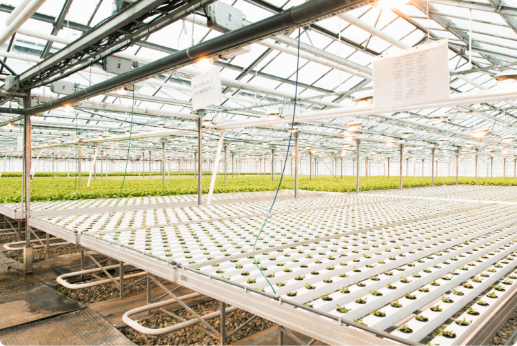 light-greenhouse-production-fruits-vegetables 1