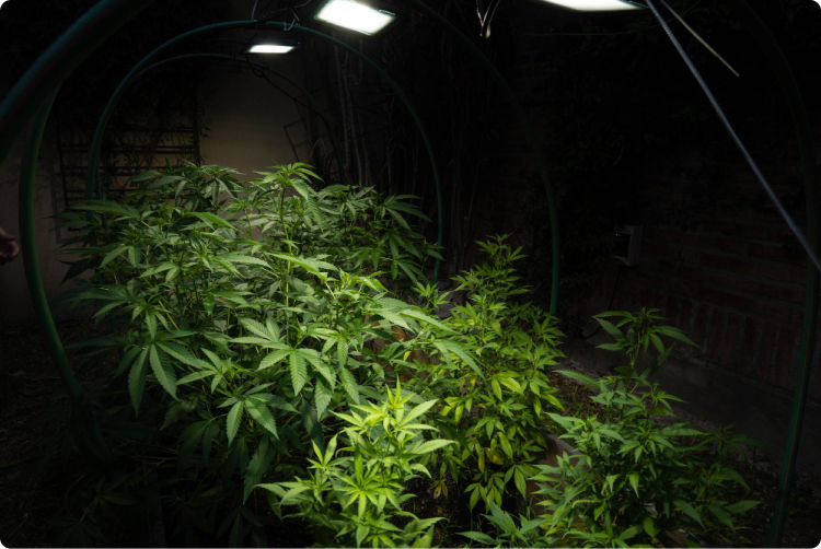 outdoor-growing-potted-marijuana-with-professional-lights-selective-focus
