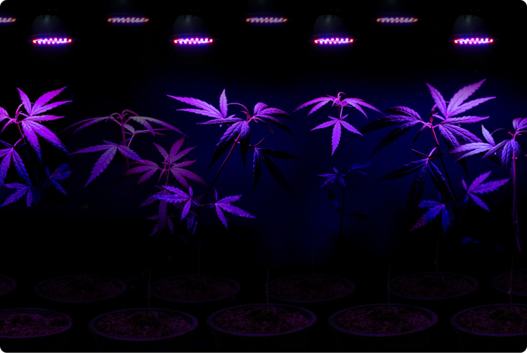 plant-sapling-cannabis-growing-pot-with-led-grow-light