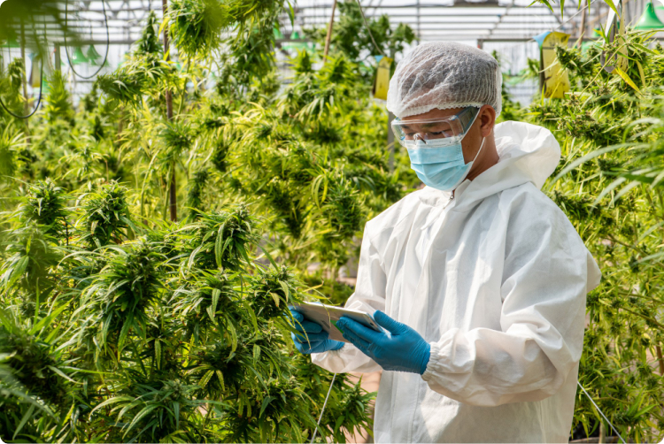 portrait-scientist-with-mask-glasses-gloves-checking-analysing-results-with-tablet-patient-medical-marijuana-cannabis-flowers-greenhouse 2 (2)